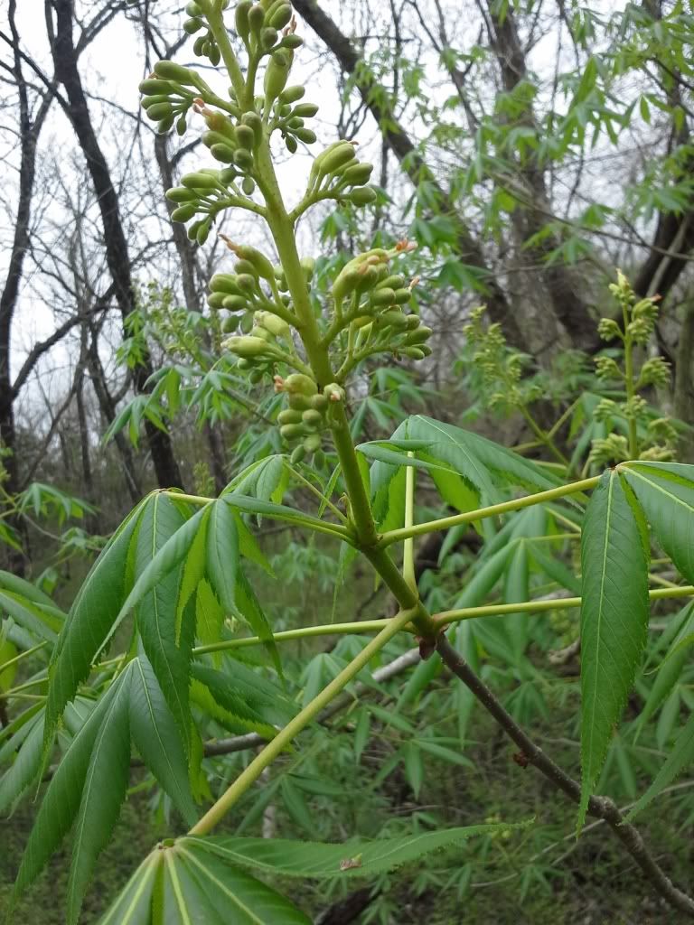 20130427_165837_zpsb0ff0691.jpg
