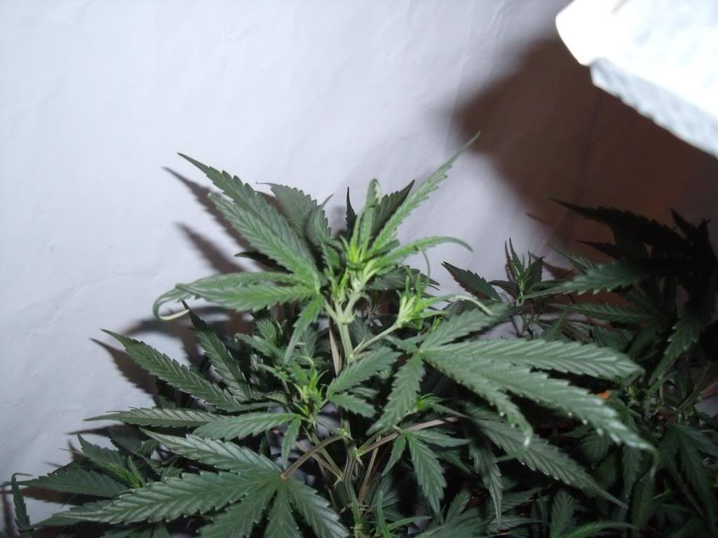 plant2.jpg