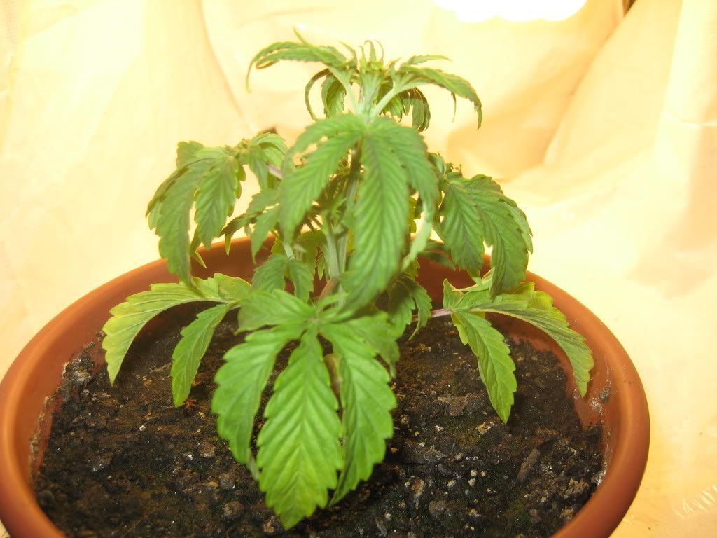 junior002.jpg