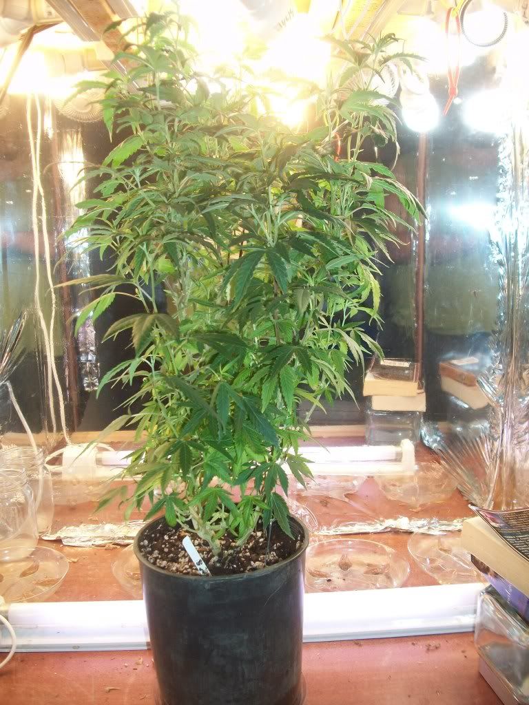 9-4-11002.jpg