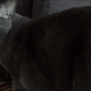 nhcsd.gif