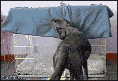 Black_Lab_gets_Blanket_and_lays_in_Crate.gif