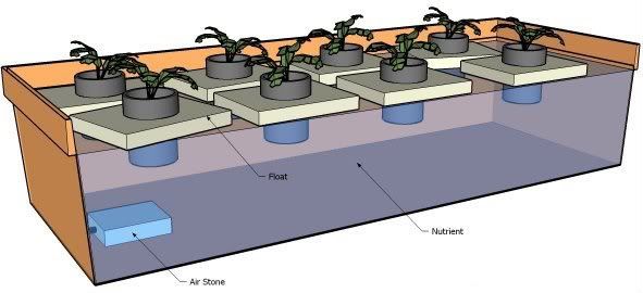 WaterCulture-Hydroponics.jpg