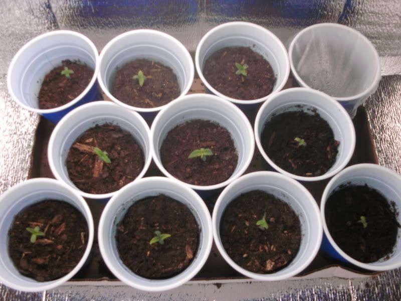 Day7-10sprouts.jpg