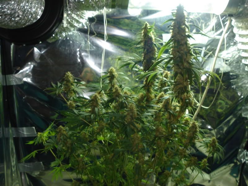 beforeharvest017.jpg