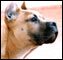 PresaCanario_60.jpg