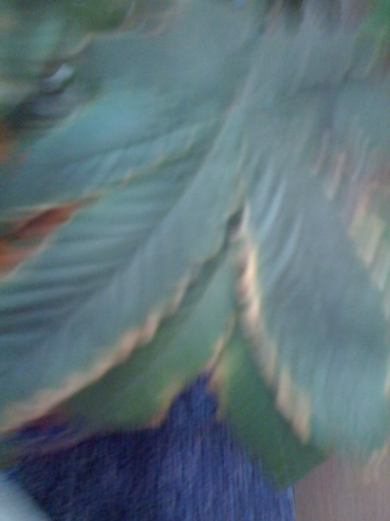 Picture004.jpg