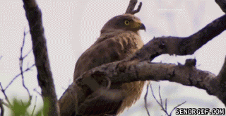 eagle.gif