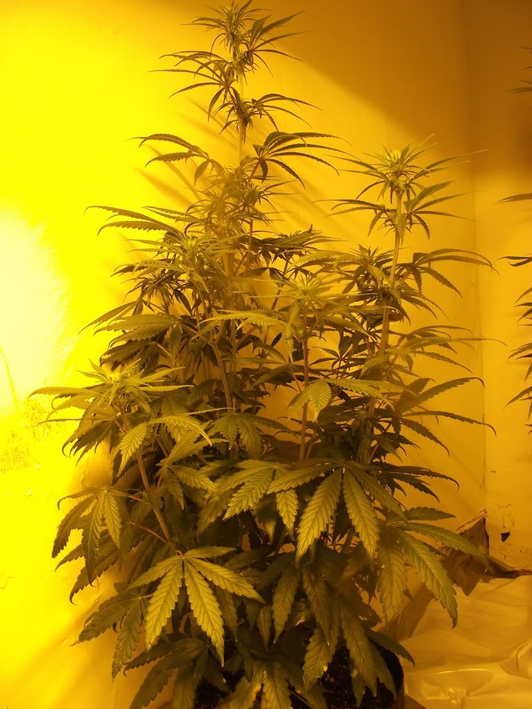 DSCF2513.jpg