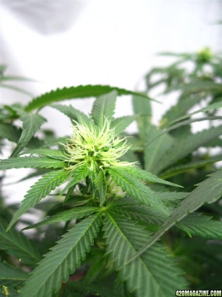 BB_CC_Grow_Update_Sep_13_18_.jpg