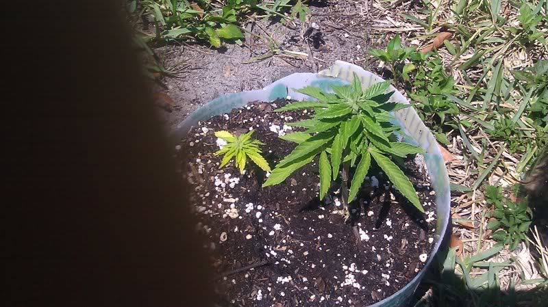 weed.jpg