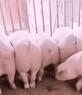 gifs_12.gif