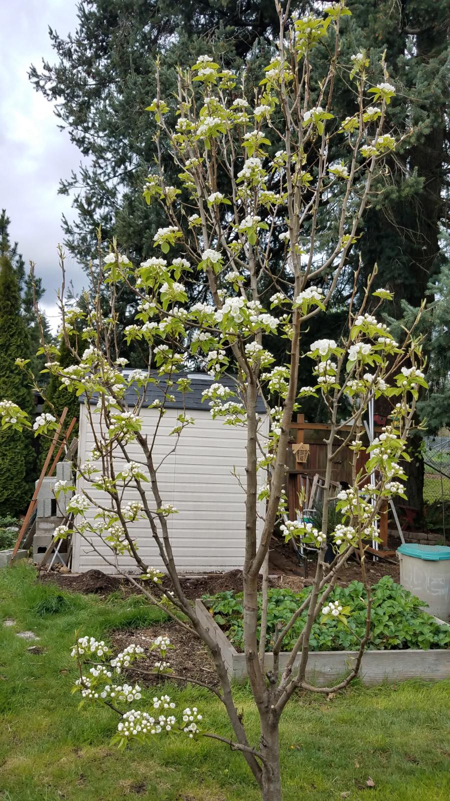 pear416.jpg