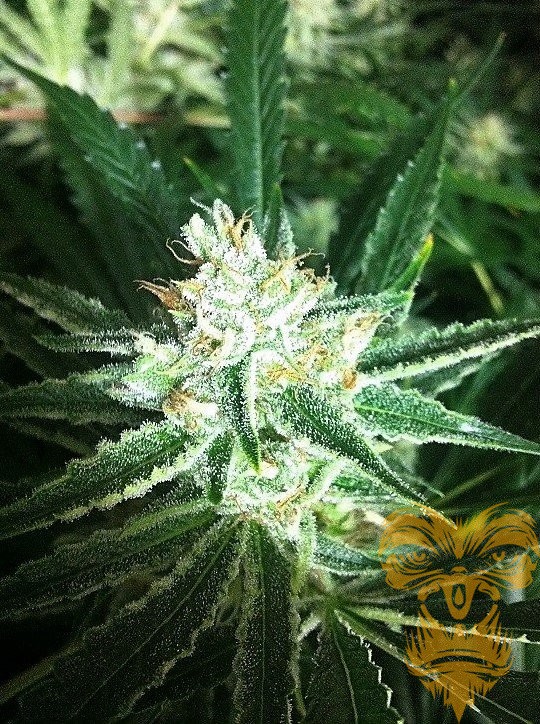 www.realgorillaseeds.com