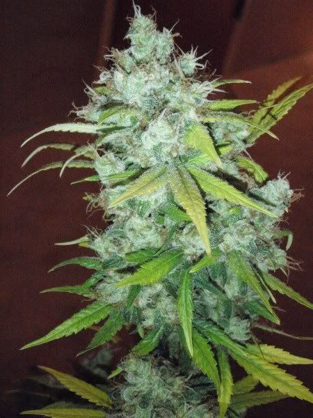 mk1harvest14_576x768_450x600-1.jpg