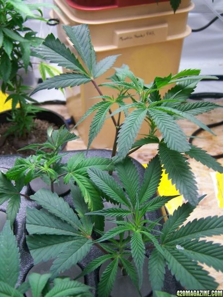 banana_kush_clone.JPG