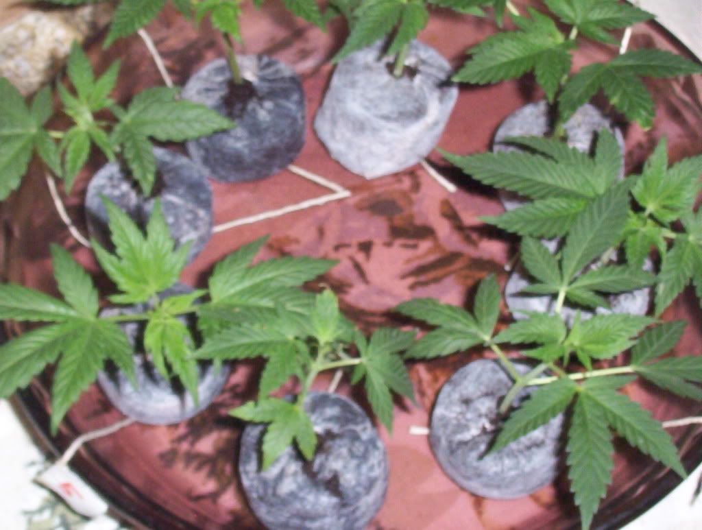 clones1.jpg