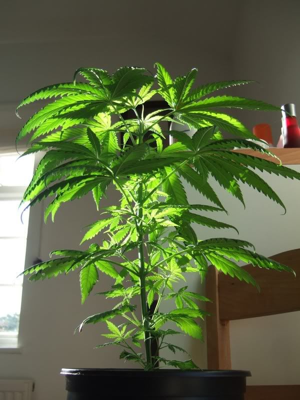 hemp2.jpg