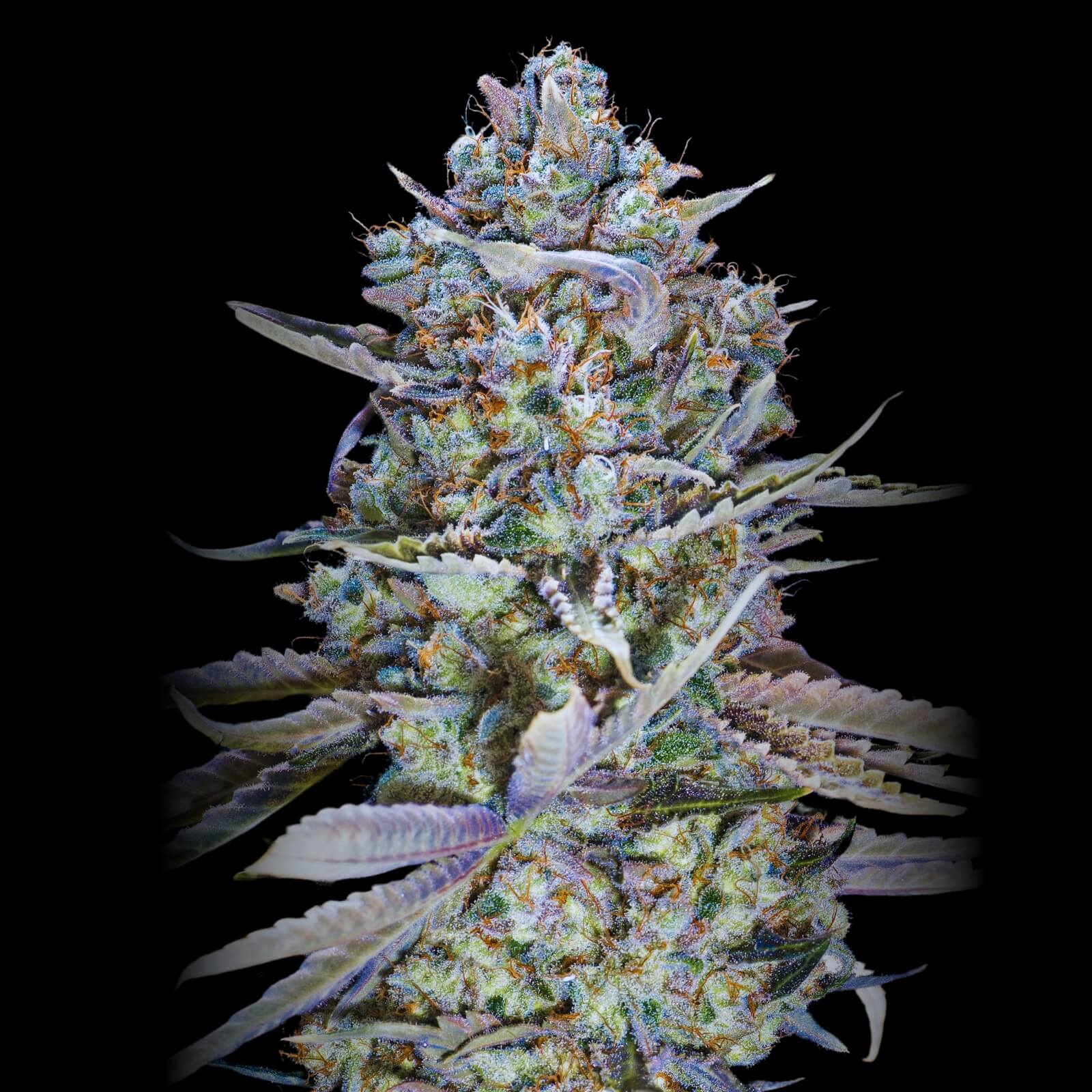 premiumseedmarket.com