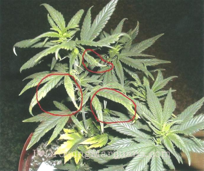 03-copper-deficiency.jpg