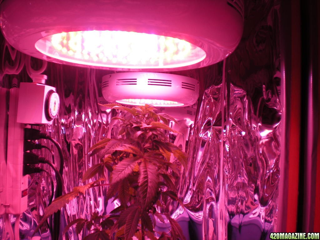 Newlights_16.JPG