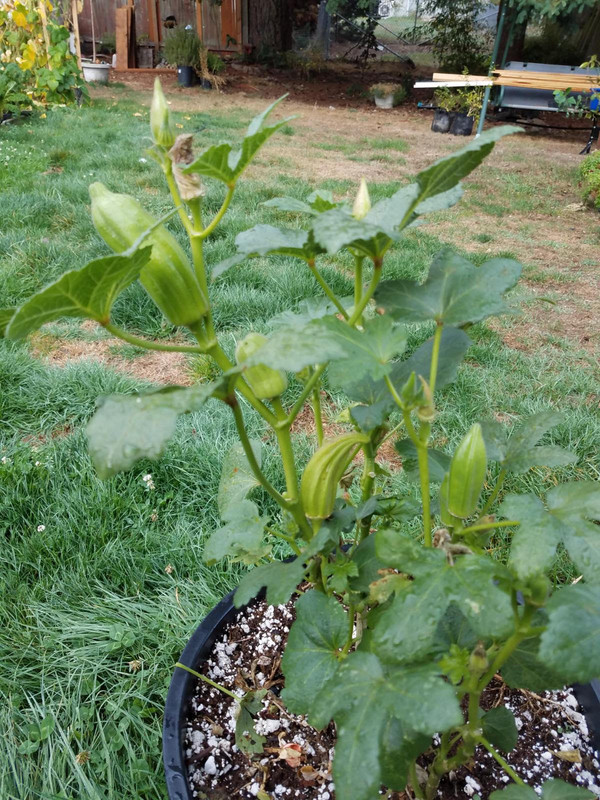 okra1a.jpg