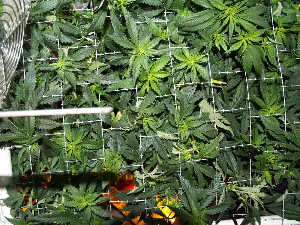 SCROG_83_TL.jpg