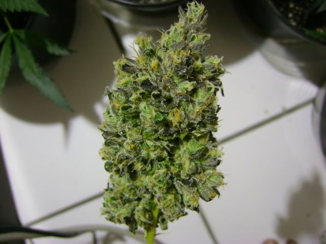 Purp01.jpg
