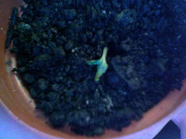Photo153.jpg