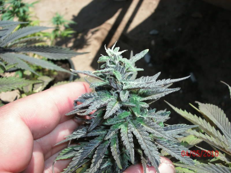 GEDC0666.jpg