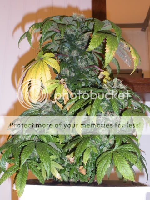 DSCN1299.jpg