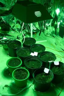 Sprouts2-2.jpg