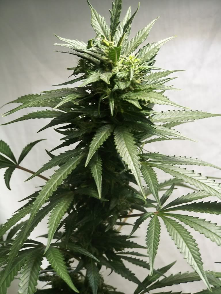 July6picsofcrop004.jpg