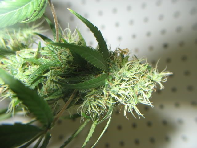Picture040.jpg