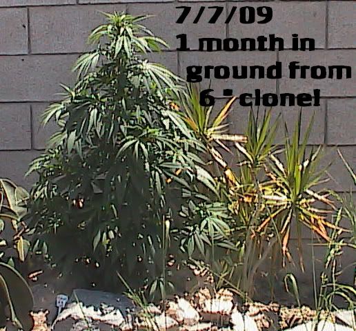 7-6-09028.jpg