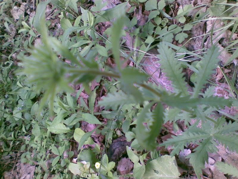 06232008027.jpg