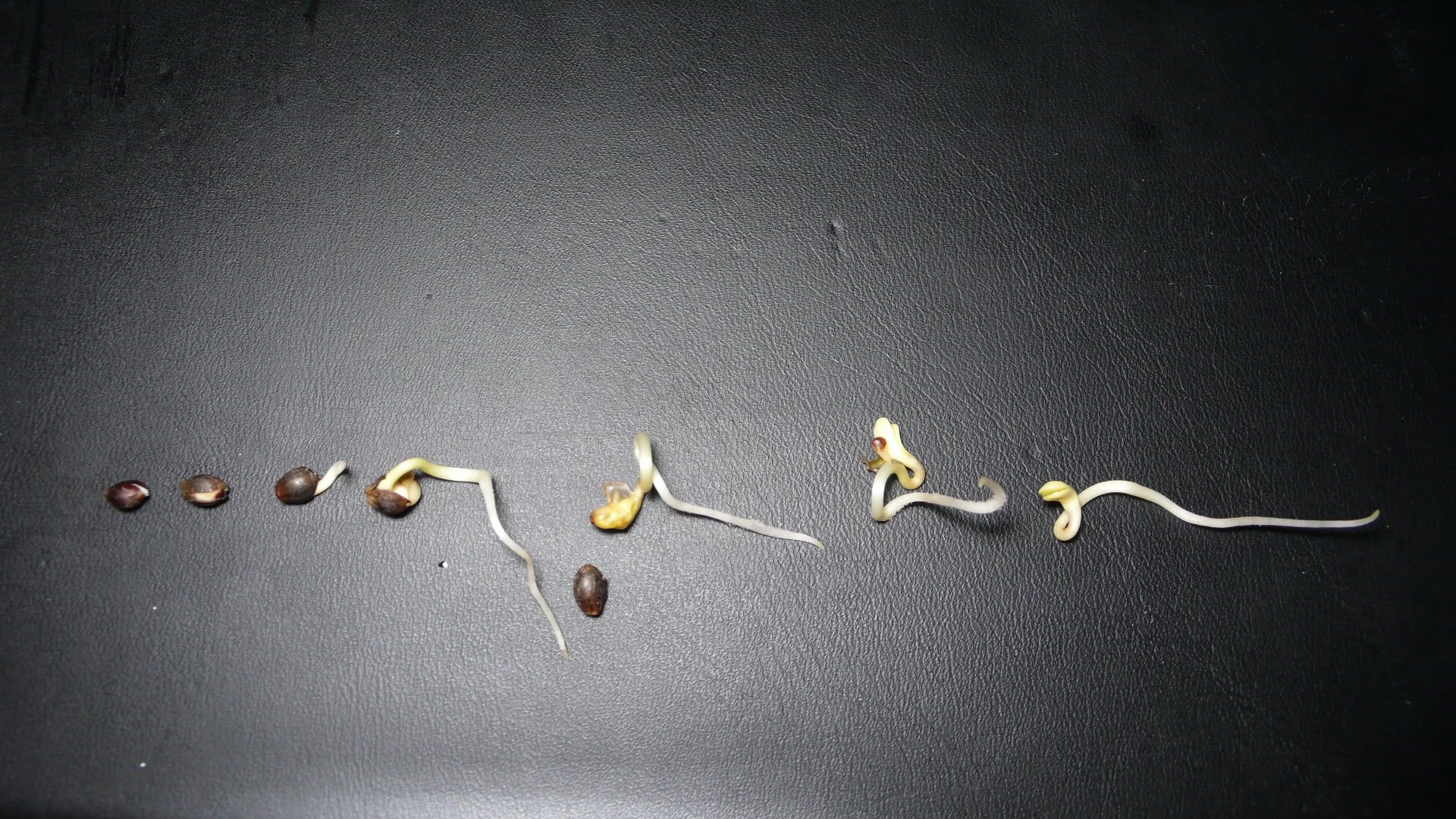 P1030004.jpg
