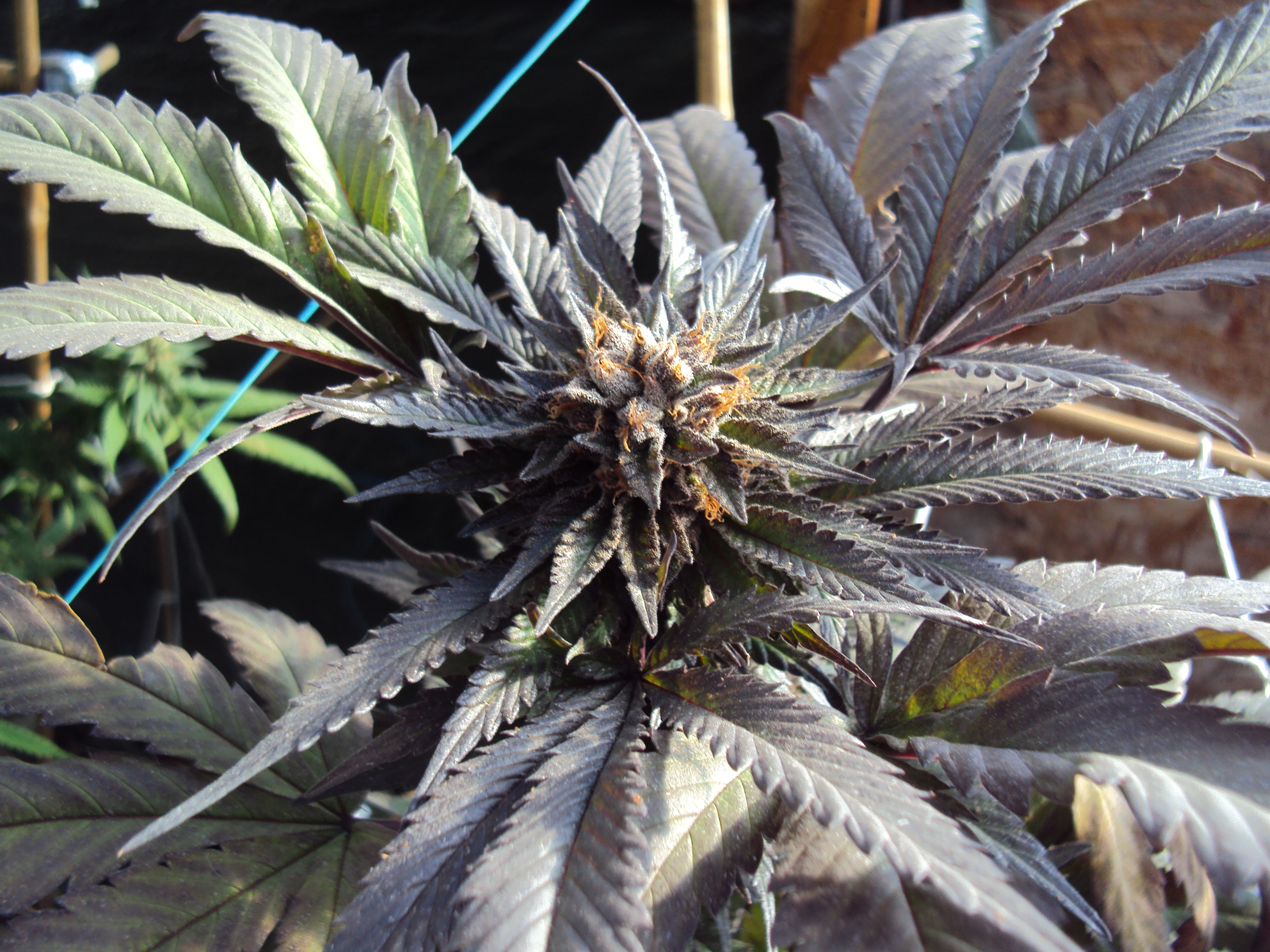 09-27-2022-bubba-royale-harvest-time-pic-4-copy-jpg.18762167