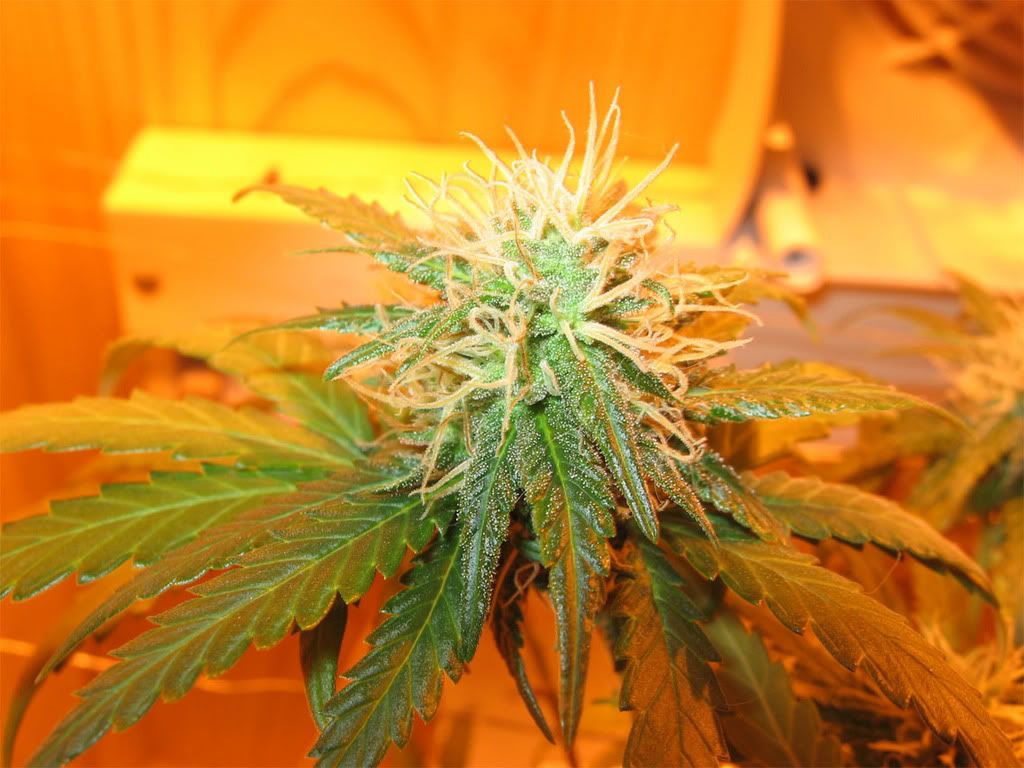 plants9.jpg