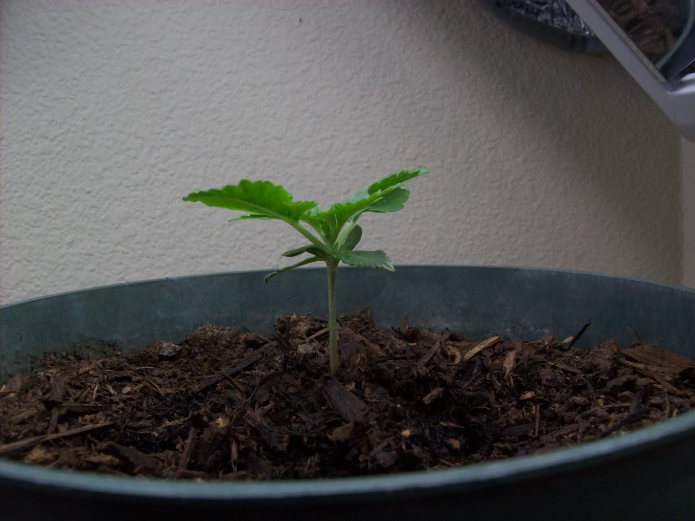 grow005.jpg