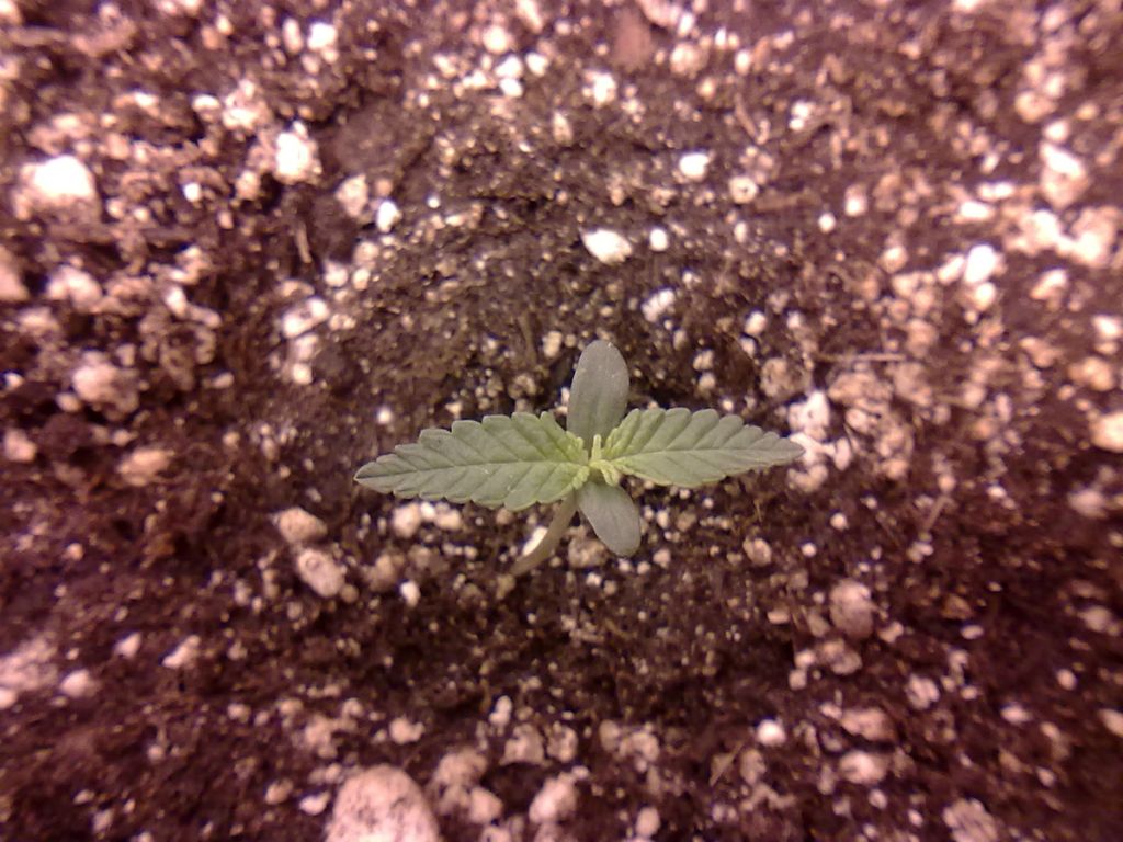 DAY7_PLANT3.jpg