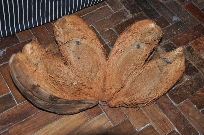 Coconut_Husk.jpg