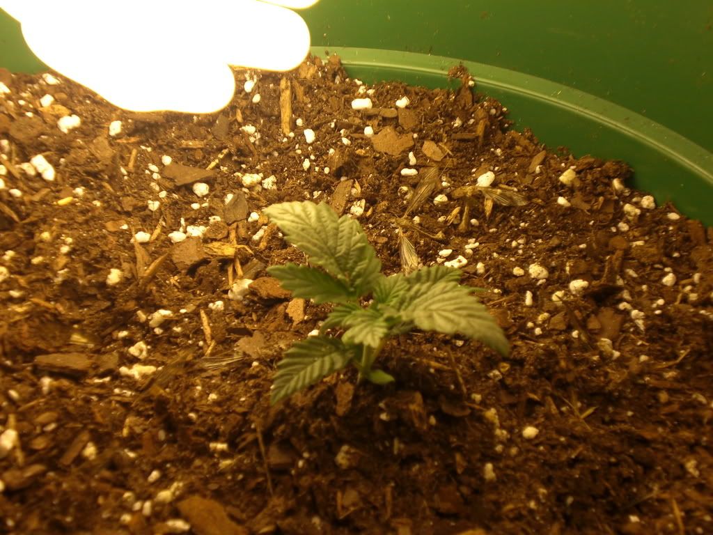 Grow117.jpg