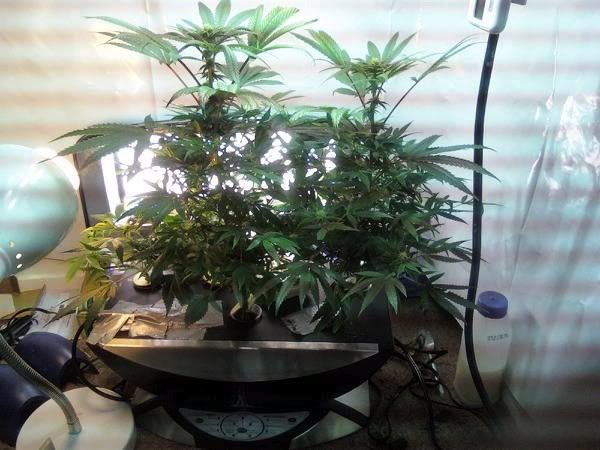 trees7weeks.jpg