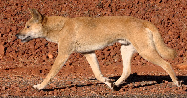 Dingo_walking.jpg