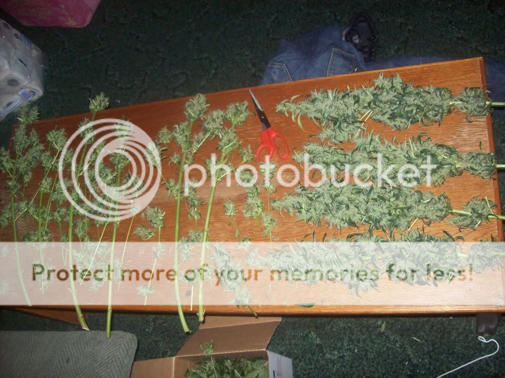 100_2223.jpg