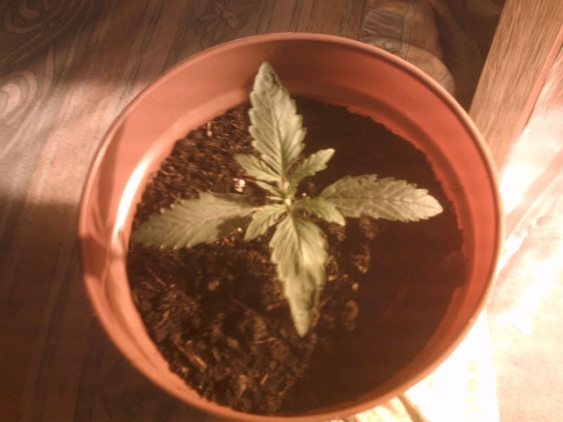 Plant2edit.jpg
