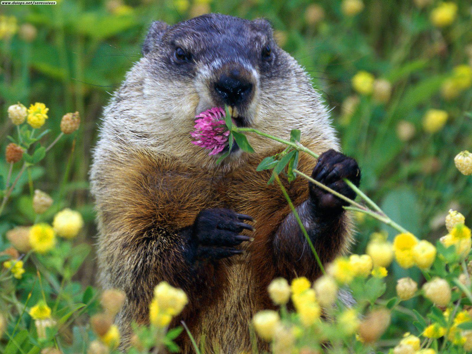 Groundhog.jpg
