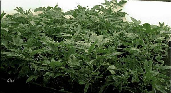 8887bonsai13-med.jpg