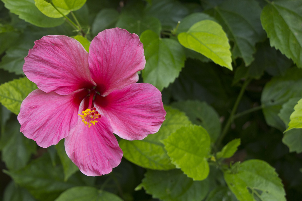 neon-pink-hibiscus-coco-reef-bermuda.jpg